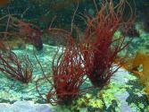 How To Use Algae In Food Form